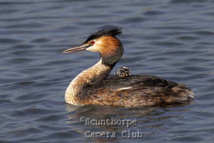 Crested grebe with humbug